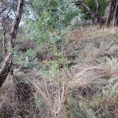 Acacia baileyana (Cootamundra Wattle, Golden Mimosa) at Mount Majura - 1 May 2023 by abread111