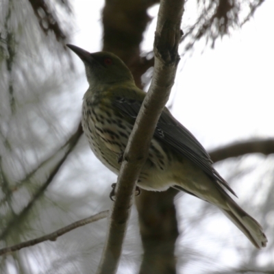 Oriolus sagittatus (Olive-backed Oriole) at Isabella Plains, ACT - 1 May 2023 by RodDeb