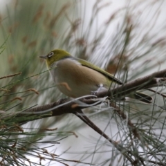 Zosterops lateralis (Silvereye) at Upper Stranger Pond - 1 May 2023 by RodDeb