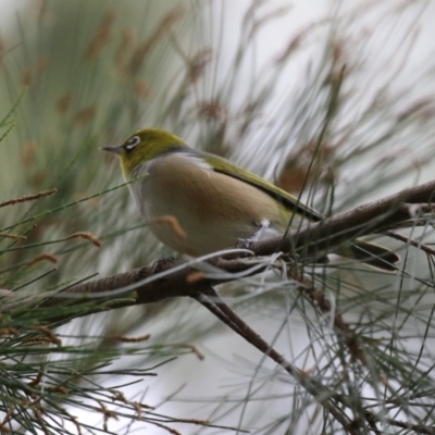 Zosterops lateralis (Silvereye) at Upper Stranger Pond - 1 May 2023 by RodDeb