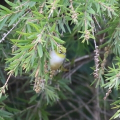 Zosterops lateralis at Isabella Plains, ACT - 1 May 2023