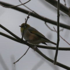 Zosterops lateralis at Isabella Plains, ACT - 1 May 2023 12:53 PM