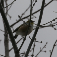 Zosterops lateralis at Isabella Plains, ACT - 1 May 2023 12:53 PM