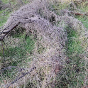 Galium aparine at Watson, ACT - 1 May 2023