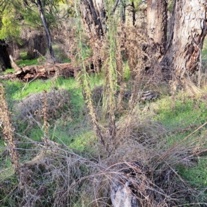 Erigeron sumatrensis at Watson, ACT - 1 May 2023