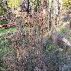 Cirsium vulgare (Spear Thistle) at Mount Majura - 1 May 2023 by abread111