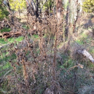 Cirsium vulgare at Watson, ACT - 1 May 2023 03:57 PM