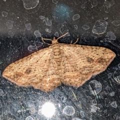 Xanthorhoe anaspila (Dark-patch Carpet) at Lions Youth Haven - Westwood Farm - 1 May 2023 by HelenCross
