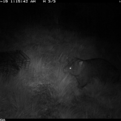 Vombatus ursinus (Common wombat, Bare-nosed Wombat) at Illilanga & Baroona - 18 Sep 2022 by Illilanga