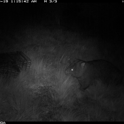 Vombatus ursinus (Common wombat, Bare-nosed Wombat) at Michelago, NSW - 18 Sep 2022 by Illilanga