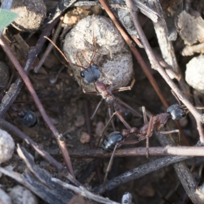 Myrmecia nigriceps (Black-headed bull ant) at Illilanga & Baroona - 12 Mar 2020 by Illilanga
