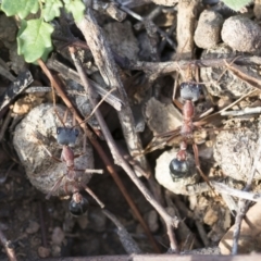 Myrmecia nigriceps at Michelago, NSW - 12 Mar 2020