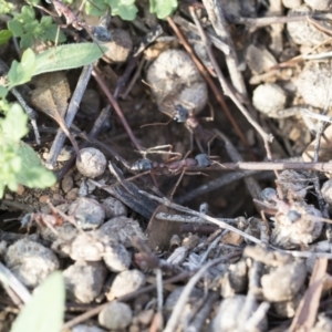 Myrmecia nigriceps at Michelago, NSW - 12 Mar 2020