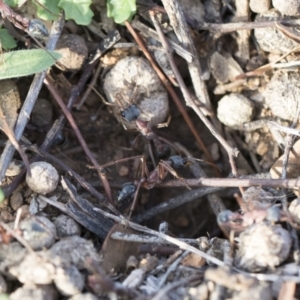 Myrmecia nigriceps at Michelago, NSW - 12 Mar 2020