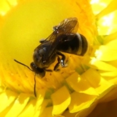 Lasioglossum (Chilalictus) sp. (genus & subgenus) (Halictid bee) at Chisholm, ACT - 25 Nov 2022 by RomanSoroka