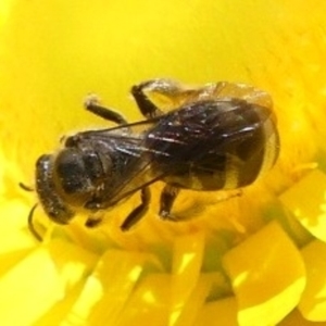 Lasioglossum (Chilalictus) sp. (genus & subgenus) at Chisholm, ACT - 25 Nov 2022