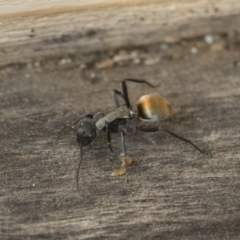 Polyrhachis ammon (Golden-spined Ant, Golden Ant) at Michelago, NSW - 17 Dec 2019 by Illilanga