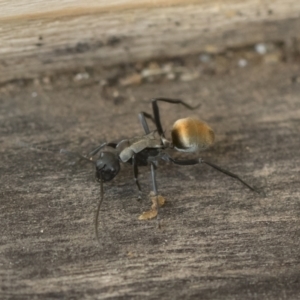 Polyrhachis ammon at Michelago, NSW - 17 Dec 2019