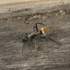 Polyrhachis ammon (Golden-spined Ant, Golden Ant) at Michelago, NSW - 16 Dec 2019 by Illilanga