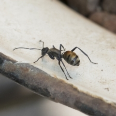 Polyrhachis ammon at Michelago, NSW - 17 Dec 2019