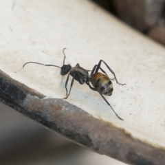 Polyrhachis ammon at Michelago, NSW - 17 Dec 2019