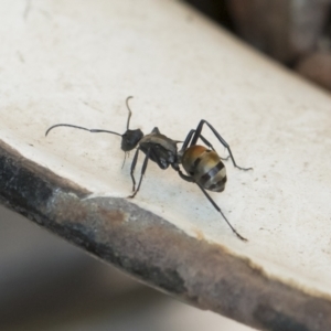 Polyrhachis ammon at Michelago, NSW - 17 Dec 2019 08:04 AM