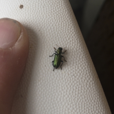 Phlogistus sp. (genus) (Clerid beetle) at Michelago, NSW - 1 Dec 2021 by Illilanga