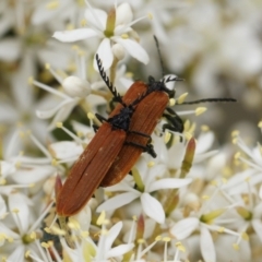 Porrostoma rhipidium (Long-nosed Lycid (Net-winged) beetle) at Michelago, NSW - 26 Dec 2020 by Illilanga