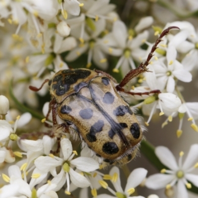 Neorrhina punctatum (Spotted flower chafer) at Michelago, NSW - 26 Dec 2020 by Illilanga