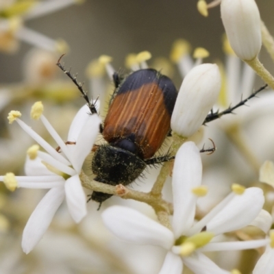 Phyllotocus navicularis (Nectar scarab) at Illilanga & Baroona - 26 Dec 2020 by Illilanga