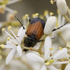 Phyllotocus navicularis (Nectar scarab) at Michelago, NSW - 26 Dec 2020 by Illilanga
