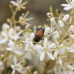 Phyllotocus navicularis at Michelago, NSW - 26 Dec 2020