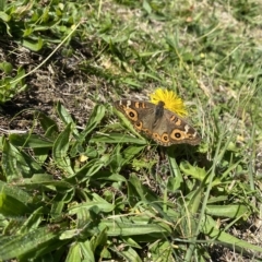 Junonia villida (Meadow Argus) at Wanniassa, ACT - 24 Apr 2023 by jksmits