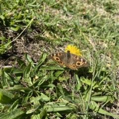 Junonia villida at Wanniassa, ACT - 24 Apr 2023