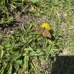 Junonia villida at Wanniassa, ACT - 24 Apr 2023