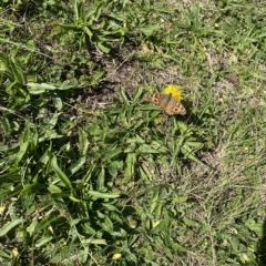 Junonia villida at Wanniassa, ACT - 24 Apr 2023