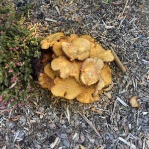 Gymnopilus junonius at Wanniassa, ACT - 24 Apr 2023