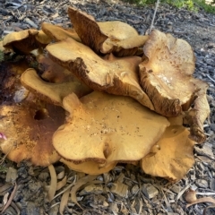 Gymnopilus junonius at Wanniassa, ACT - 24 Apr 2023