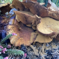 Gymnopilus junonius at Wanniassa, ACT - 24 Apr 2023