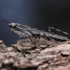 Gyromantis kraussi (Spiny Bark Mantis) at Alexandra Hills, QLD - 22 Apr 2023 by TimL