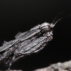 Gyromantis kraussi at Alexandra Hills, QLD - 22 Apr 2023 10:33 AM