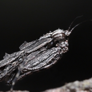 Gyromantis kraussi at Alexandra Hills, QLD - 22 Apr 2023 10:33 AM
