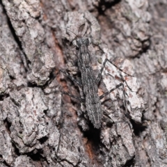 Gyromantis kraussi at Alexandra Hills, QLD - 22 Apr 2023 10:33 AM