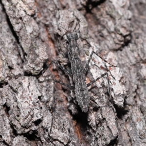 Gyromantis kraussi at Alexandra Hills, QLD - 22 Apr 2023 10:33 AM