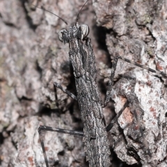 Gyromantis kraussi at Alexandra Hills, QLD - 22 Apr 2023 10:33 AM