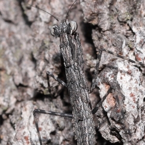 Gyromantis kraussi at Alexandra Hills, QLD - 22 Apr 2023 10:33 AM