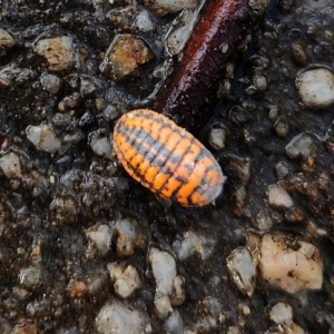 Monophlebulus sp. (genus) at Cotter River, ACT - 1 May 2023 04:01 PM