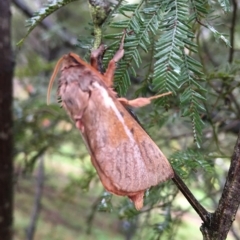 Oxycanus dirempta (Variable Oxycanus) at Lower Boro, NSW - 29 Apr 2023 by mcleana