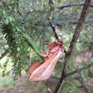 Oxycanus dirempta at Lower Boro, NSW - 29 Apr 2023 08:11 AM