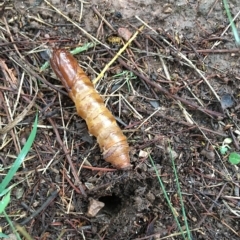 Oxycanus dirempta at Lower Boro, NSW - 29 Apr 2023 08:11 AM